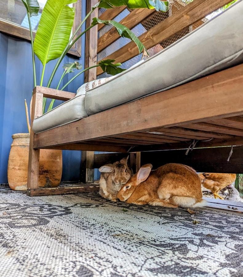 Cozy Af Tiny-house Oasis Tampa